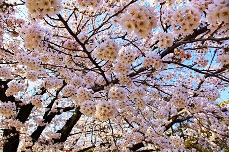 Blossom Sakura photo
