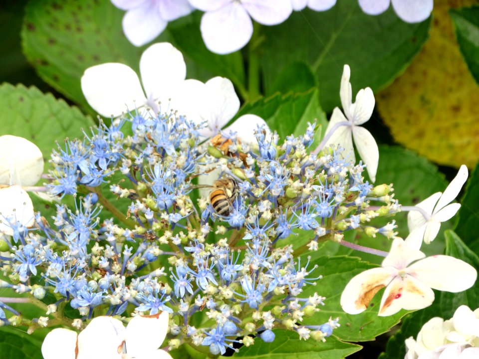 DSC00604 flickr