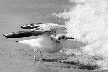 Black and white wave water bird photo