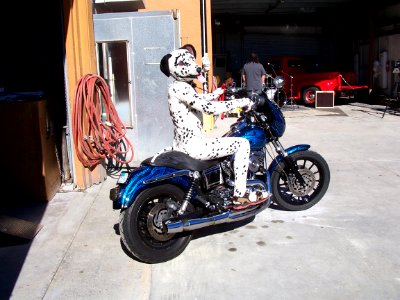 Dalmatian on a Harley.