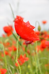 Poppy nature meadow flower photo