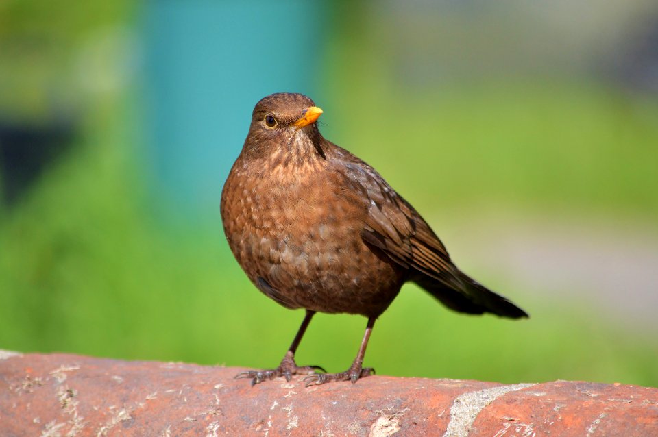 female black bird