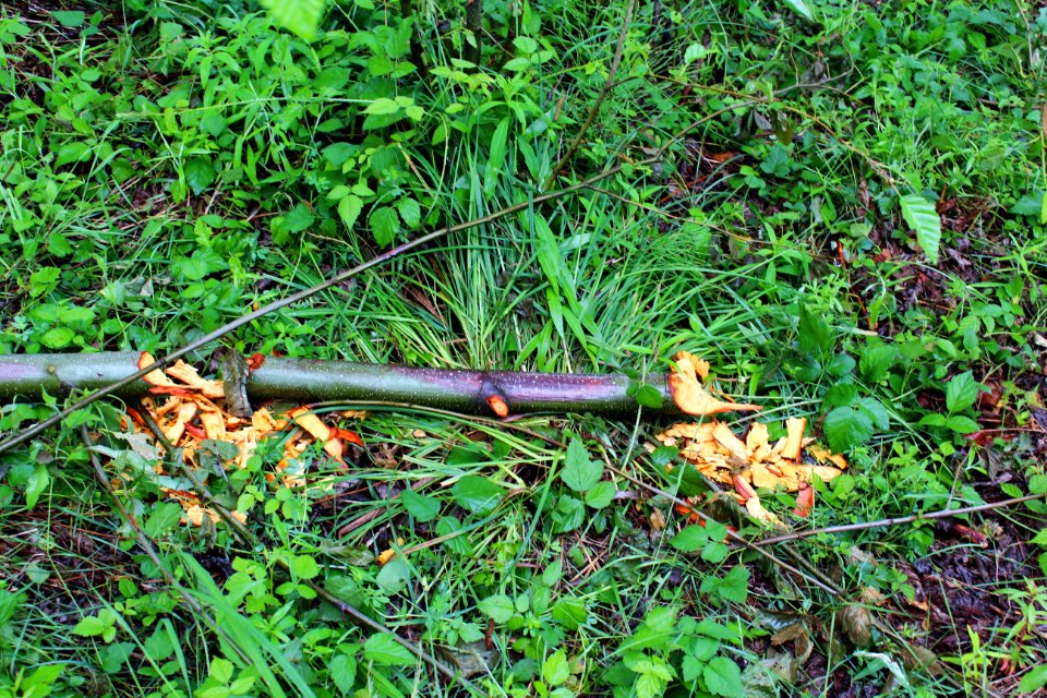 Beaver damages on trees