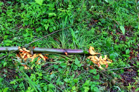 Beaver damages on trees
