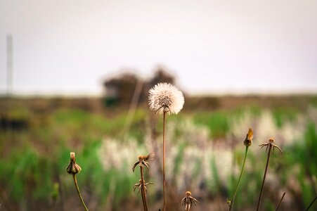 Nature flower dandelion