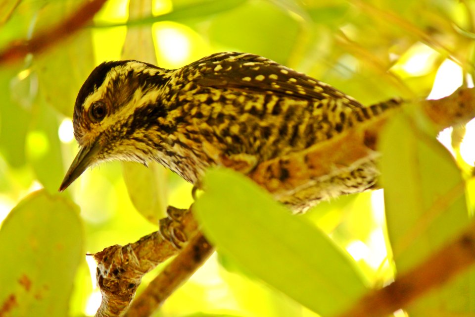 carpinterito hembra
