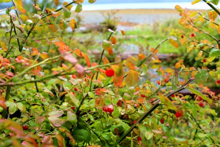 Berries photo