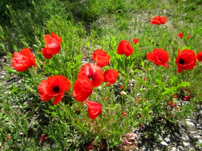 Blumen
