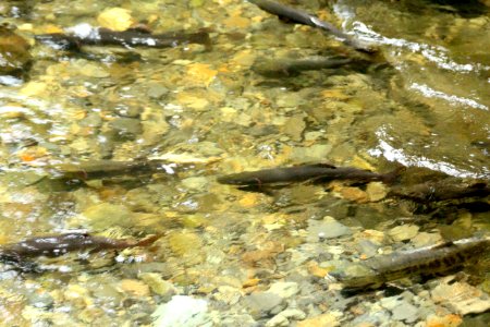 Pink Salmon and Chum Salmon Spawning in a Stream photo