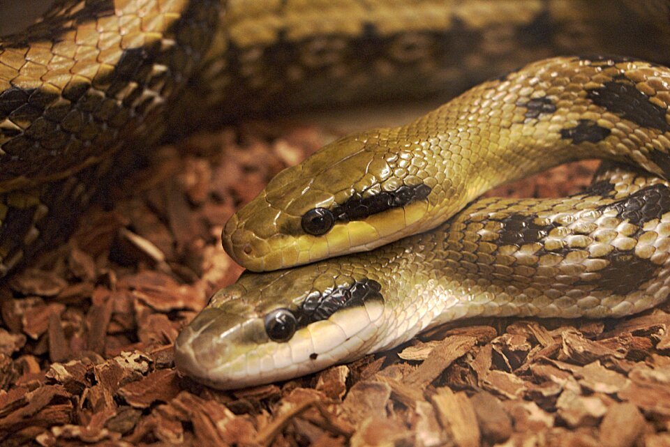 Vivarium head animal