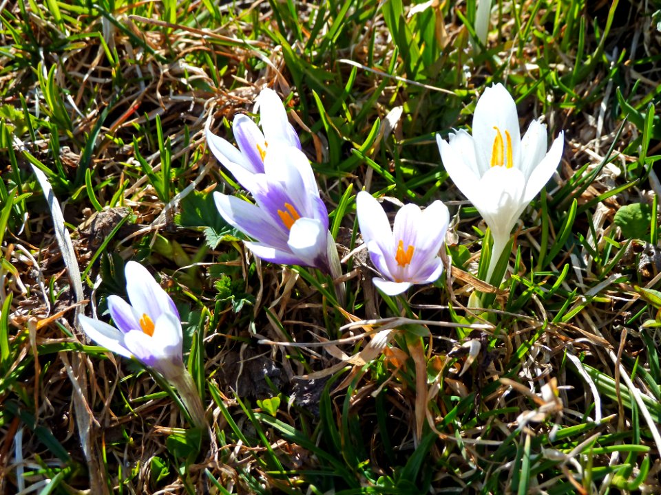 Crocus Closeup