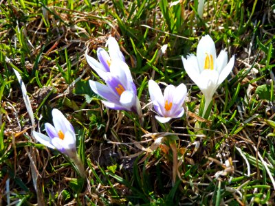 Crocus Closeup photo