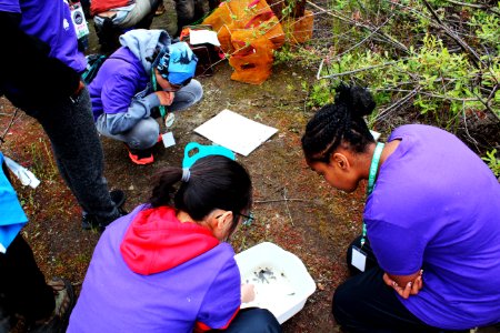 Observing amphibians and invertebrates of the ponds at Mount St. Helens