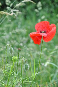 Poppy nature meadow flower