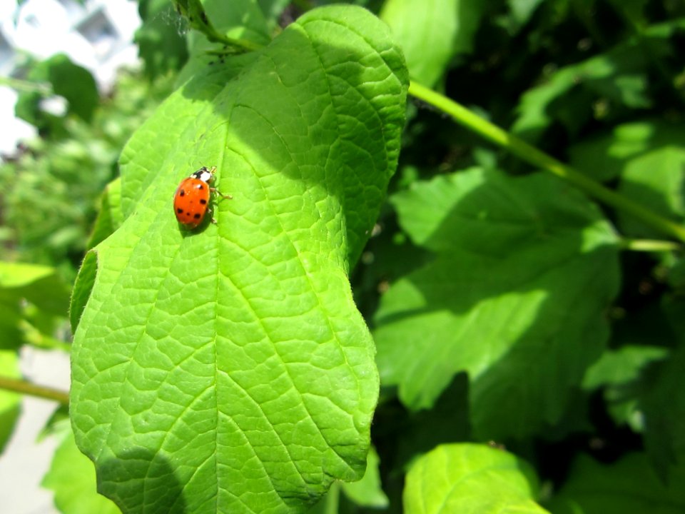 Insekten (Marienkäfer etc.)