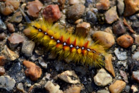 sycamore moth catarpillar photo