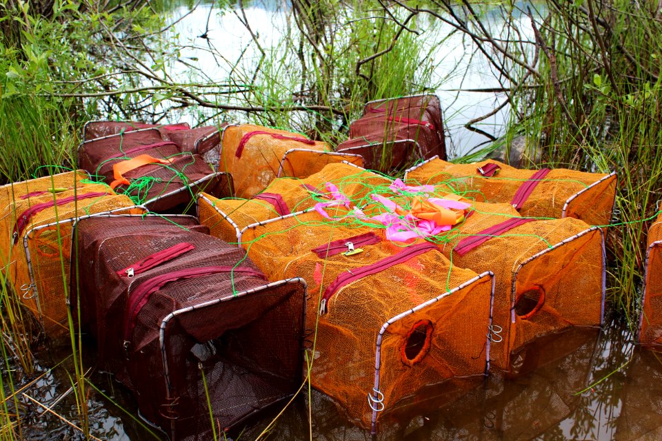 Traps containing aquatic creates from ponds at Mount St. Helens