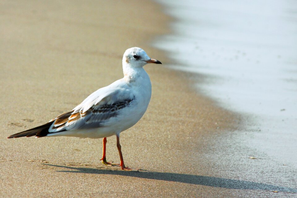 Sea seagulls water bird photo