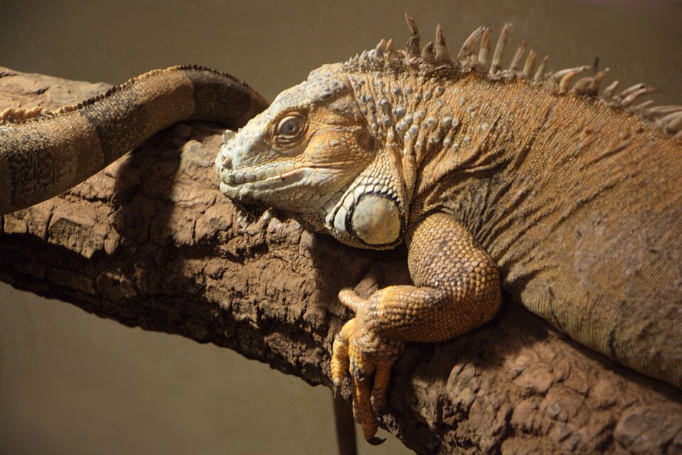 Reptile vivarium animal