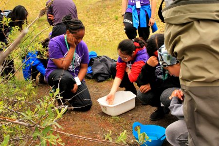Observing amphibians and invertebrates of the ponds at Mount St. Helens
