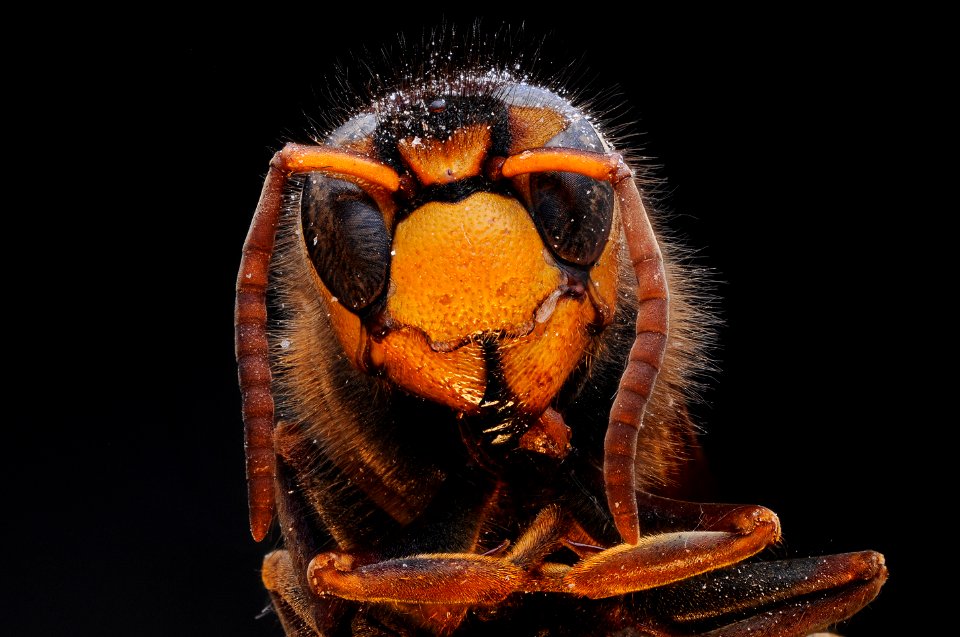 Wasp with dandruff