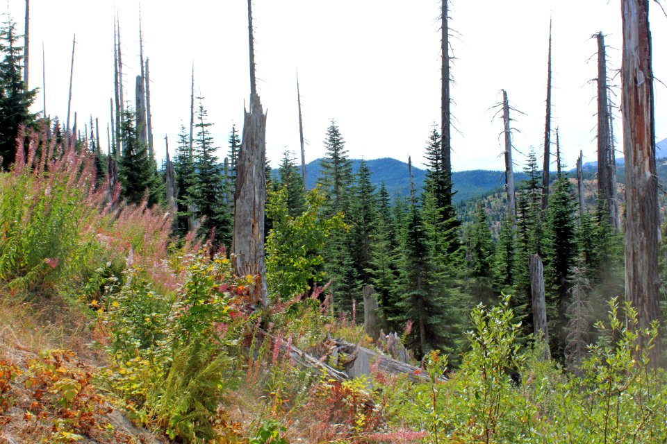 Standing Dead Trees on the Mount St. Helens National Volcanic Monument