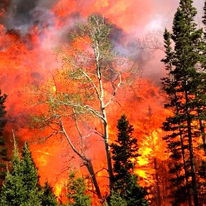 Prescribed burn at Manning Creek