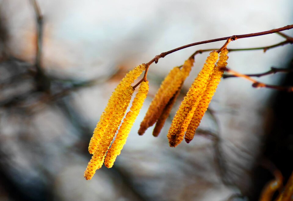 Tree crop colors
