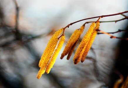 Tree crop colors