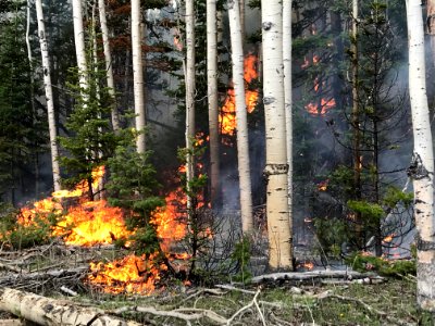 Prescribed burn at Manning Creek