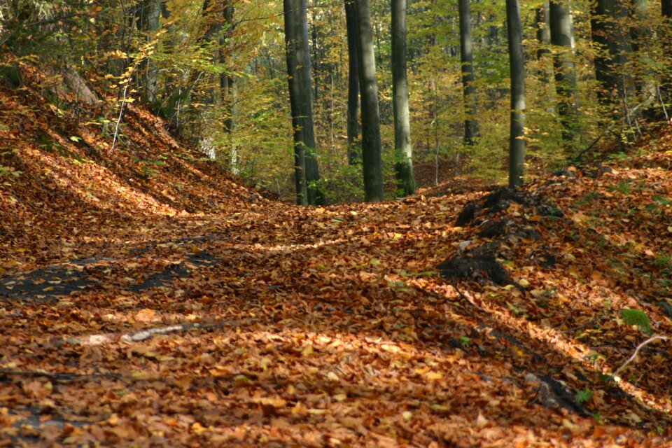 Autumn nature park