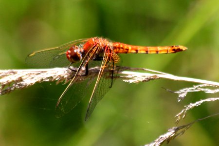 Libélula no identificada