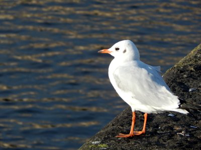 Common Gull