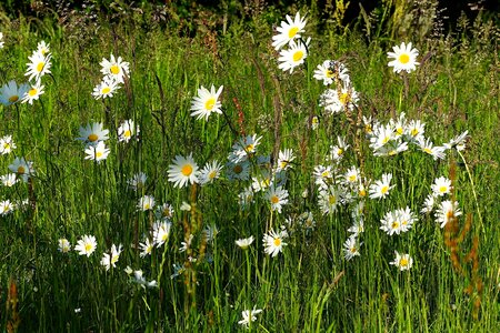 Summer garden rush