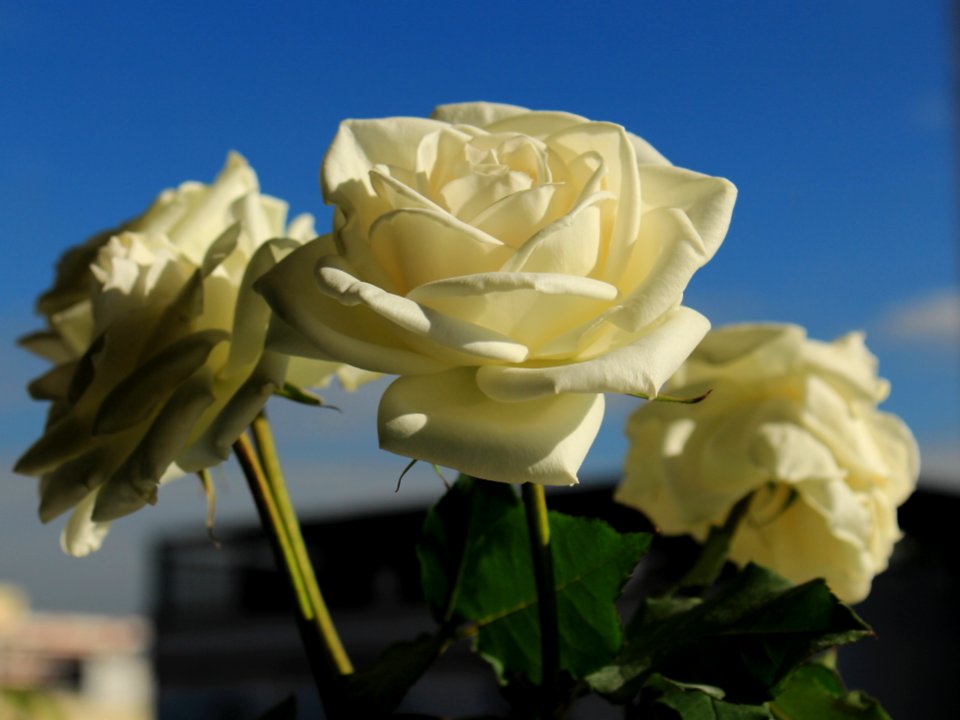 Rosas Brancas