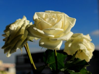 Rosas Brancas photo