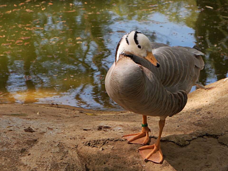 Bird animal feathers