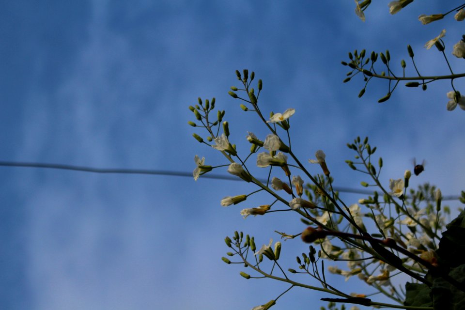 o poder das flores