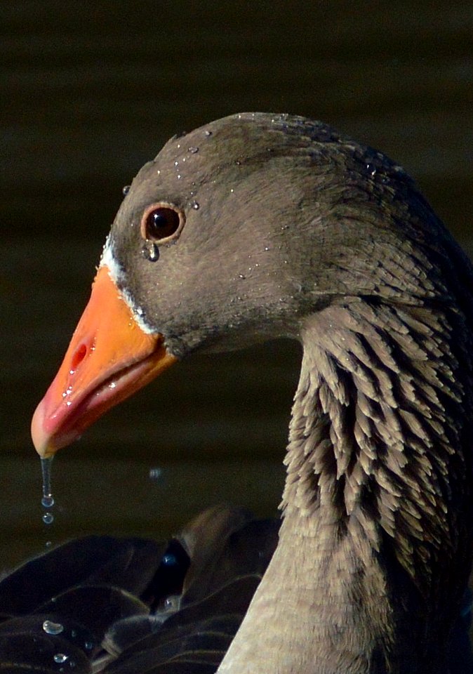 crying greylag