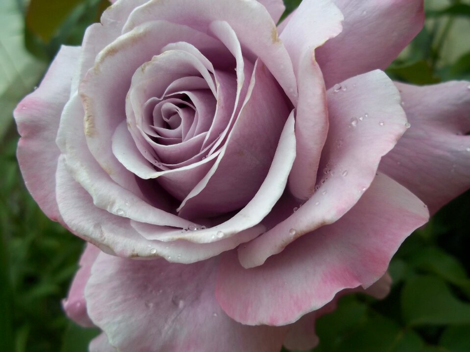 Purple rosa drops