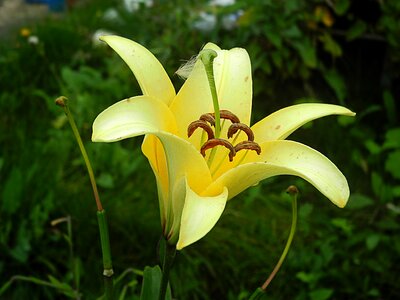 Nature garden flower beautiful flower