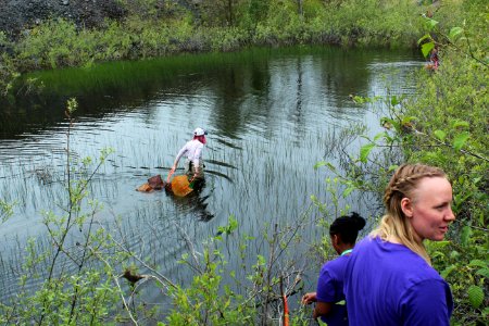 Collecting traps containing aquatic creates from ponds at Mount St. Helens