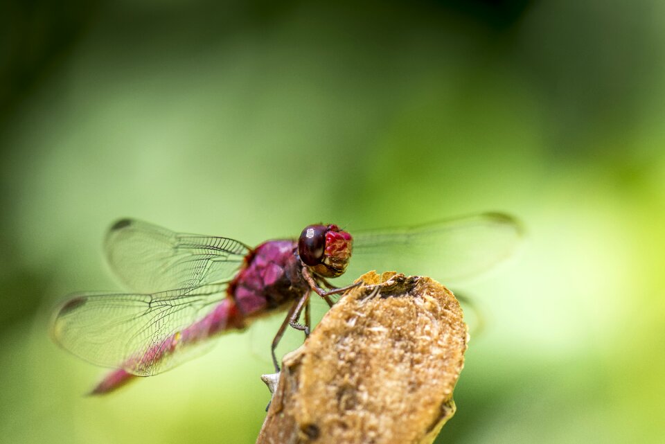 Pink head eyes