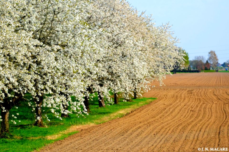 Cherry plantation (Haalderen/Bemmel)