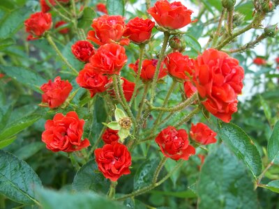 Red nature garden