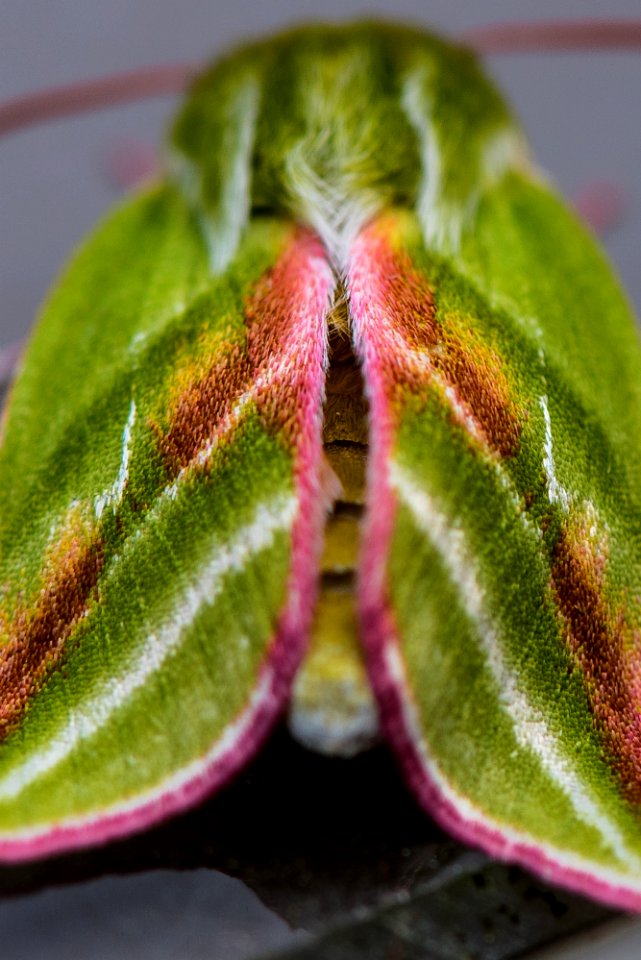 Pseudoips prasinana (La Halias du Hêtre) photo