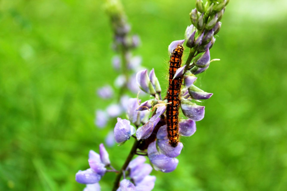 Caterpillar outbreak at Mount St. Helens