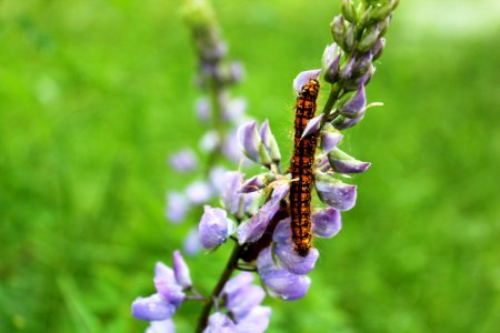 Caterpillar outbreak at Mount St. Helens