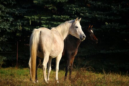 Mare foal brown photo