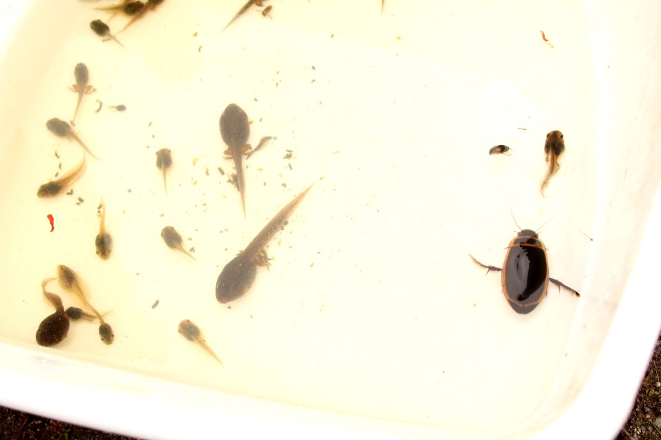 Aquatic creates found in one of the pond at Mount St. Helens